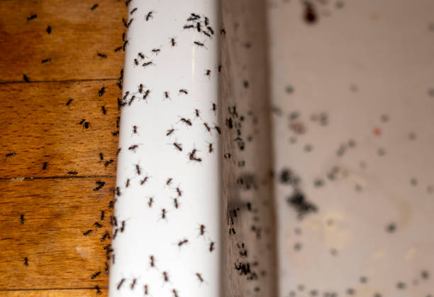 Best Affordable Pest Control Services  in Wilkinson Heights, SC